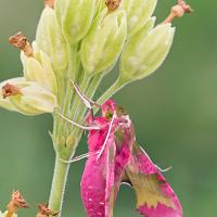 Small Elephant Hawkmoth 1 